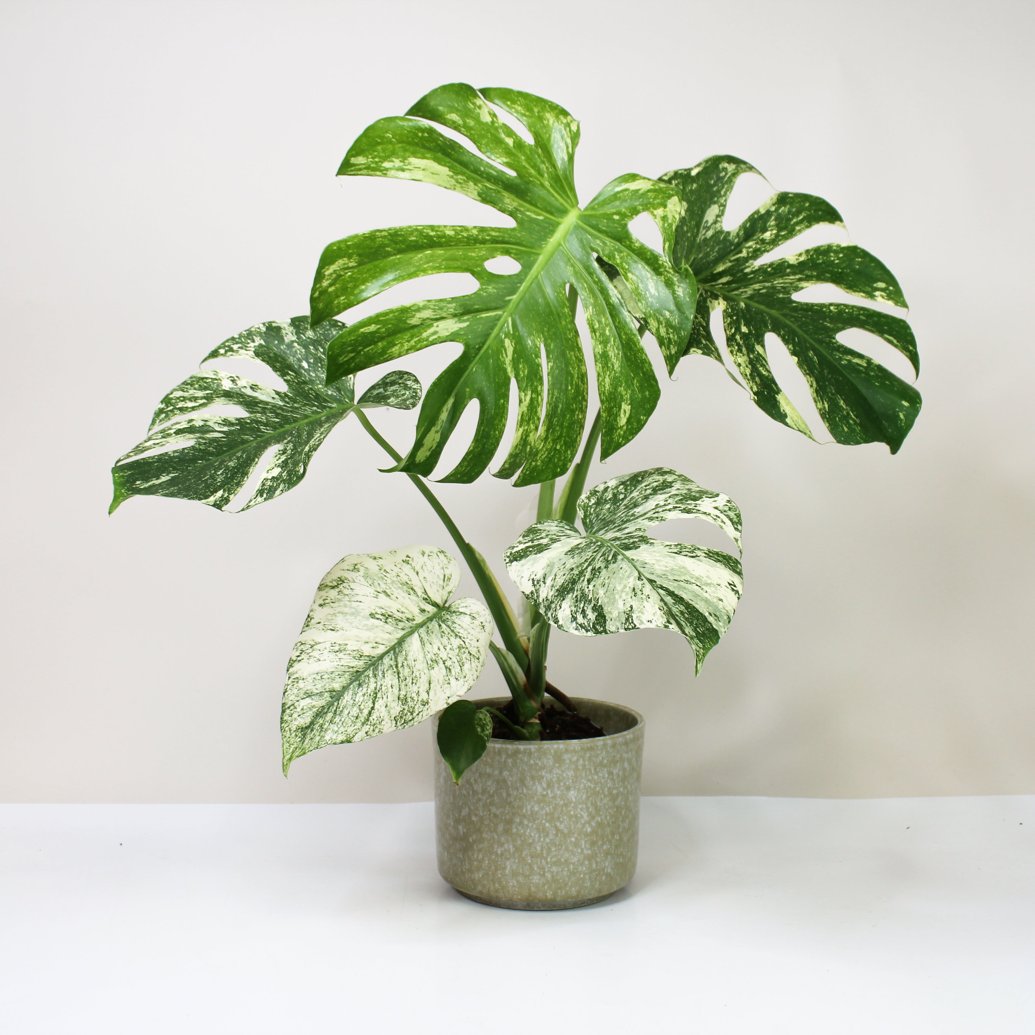 Monstera Deliciosa Mint – Foliage Dreams