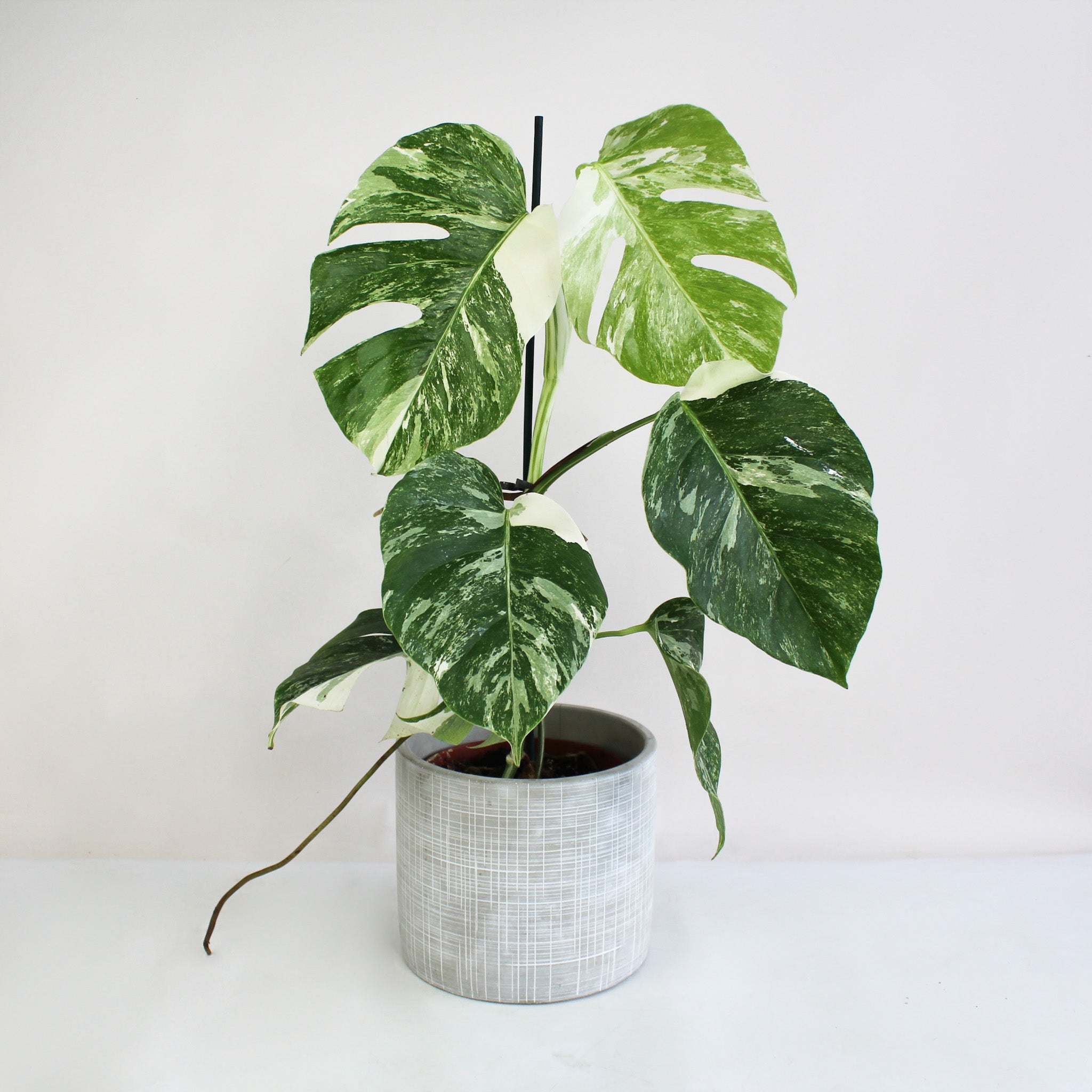 monstera deliciosa klein Monstera Deliciosa Variegata – Foliage Dreams