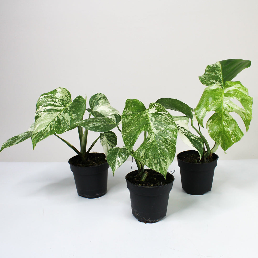 Monstera Deliciosa Variegata M Foliage Dreams