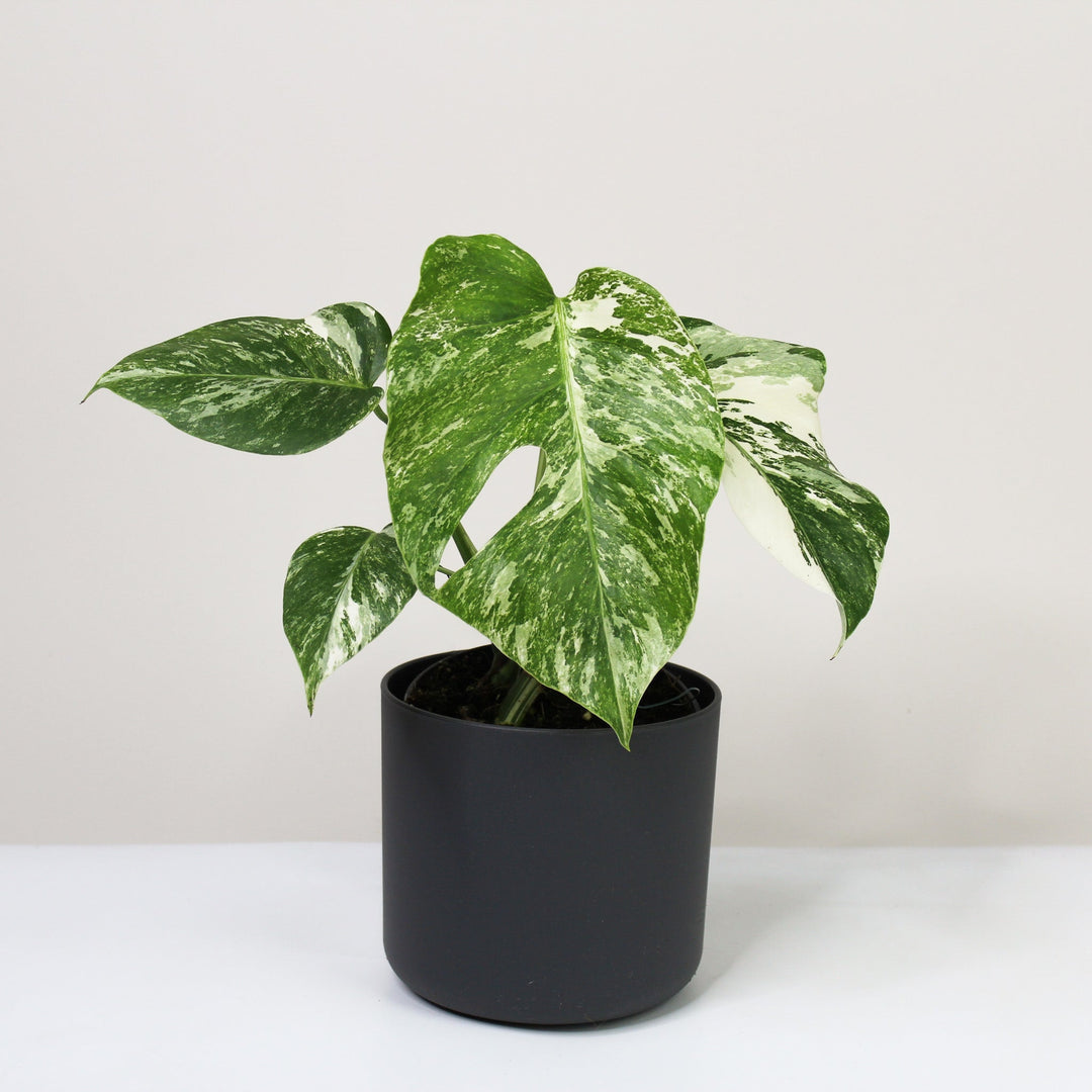 Monstera Deliciosa Variegata M viel Foliage Dreams