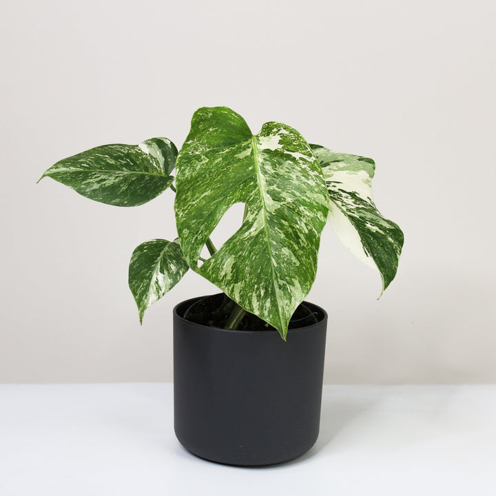 Monstera Deliciosa Variegata M viel Foliage Dreams