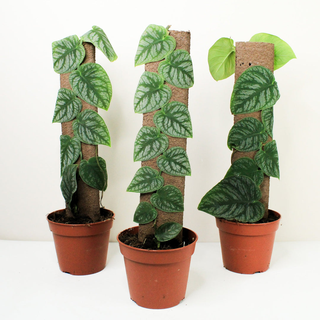 Monstera Dubia Foliage Dreams