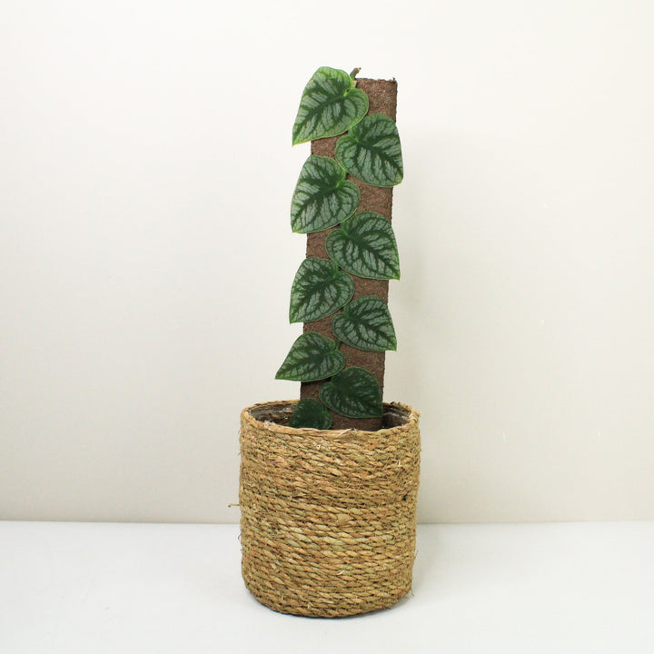 Monstera Dubia am Naturkork / Korb braun Foliage Dreams
