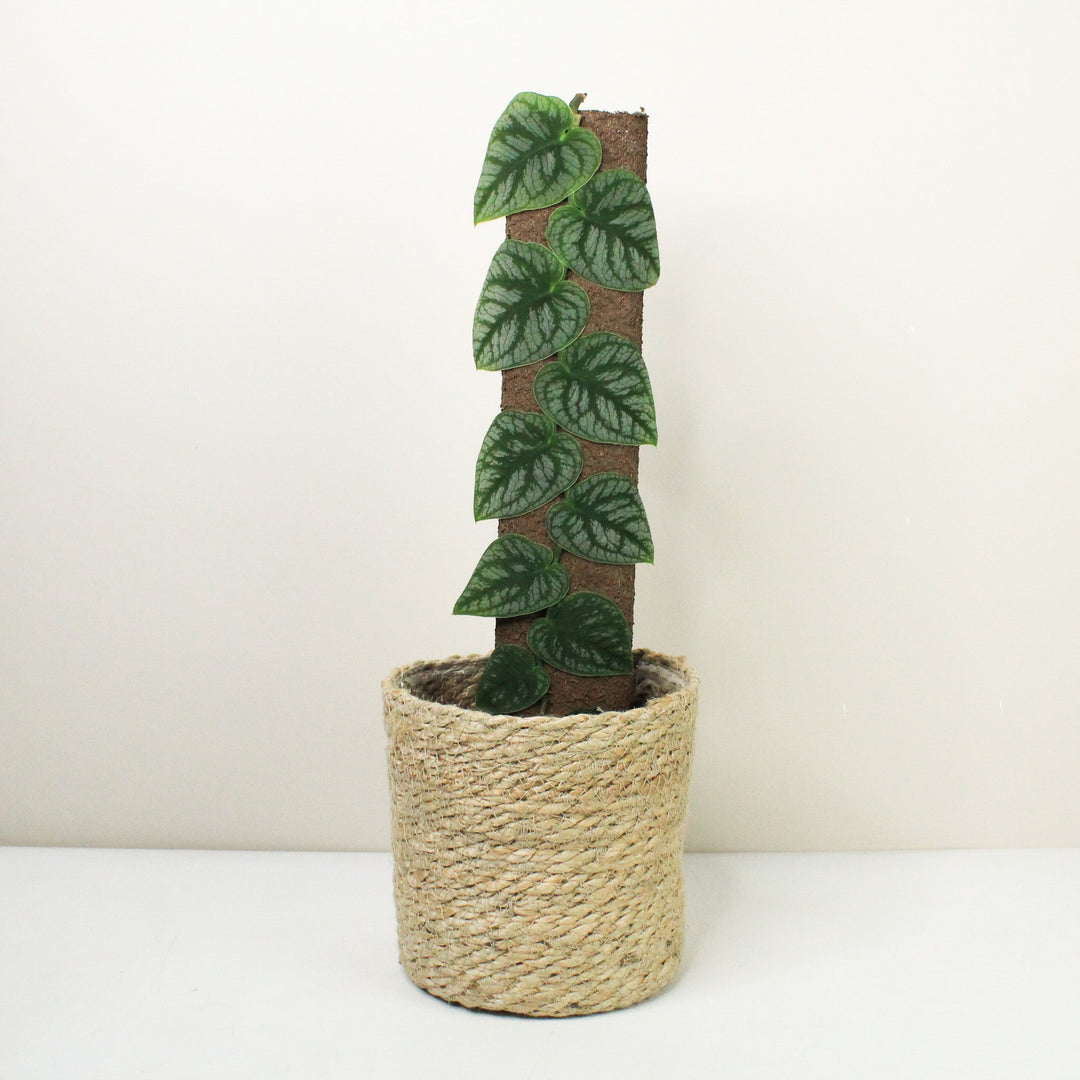 Monstera Dubia Foliage Dreams