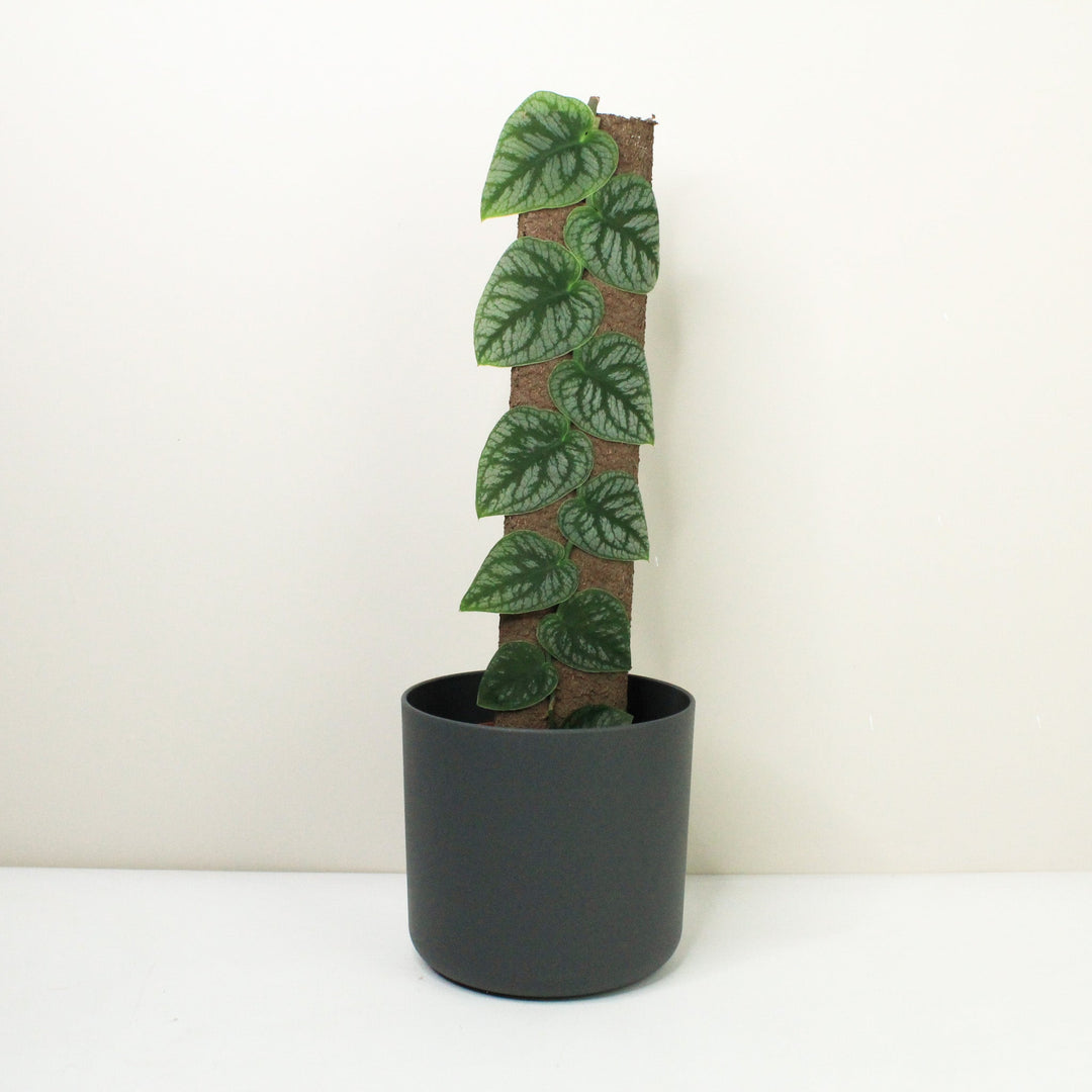 Monstera Dubia Foliage Dreams
