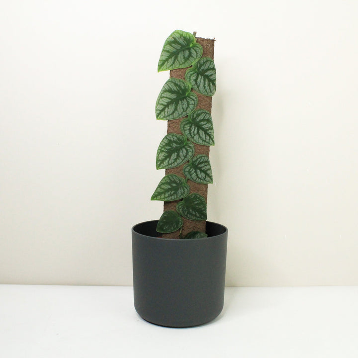 Monstera Dubia Foliage Dreams