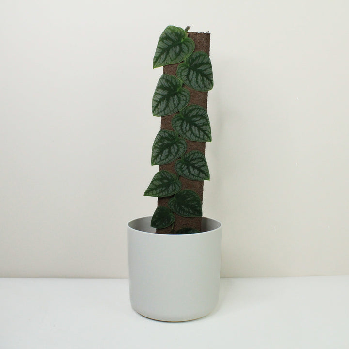 Monstera Dubia Foliage Dreams