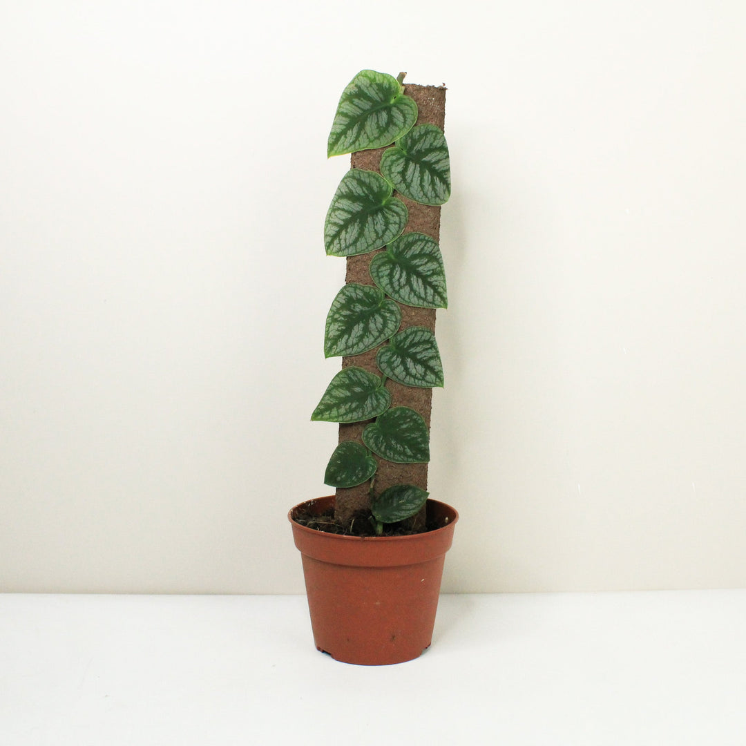 Monstera Dubia M / ohne Übertopf Foliage Dreams