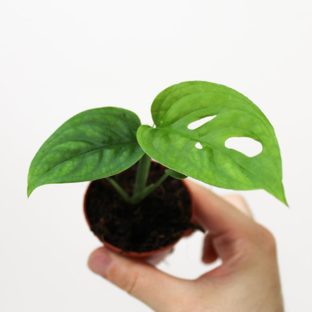 Monstera Epipremnoides 'Esqueleto' - Babypflanze Foliage Dreams