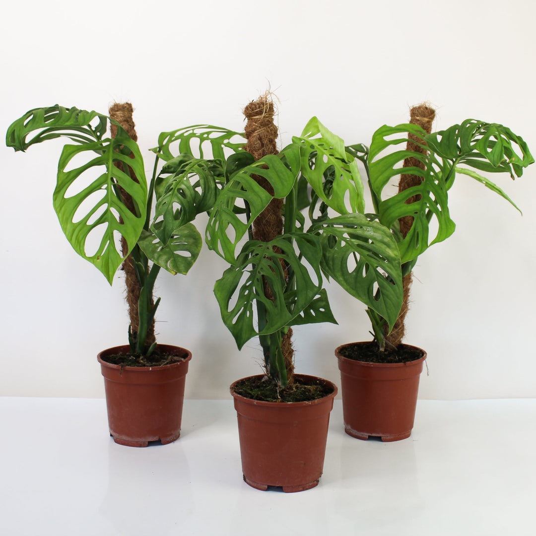 Monstera Epipremnoides 'Esqueleto' Foliage Dreams
