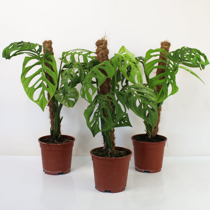 Monstera Epipremnoides 'Esqueleto' Foliage Dreams