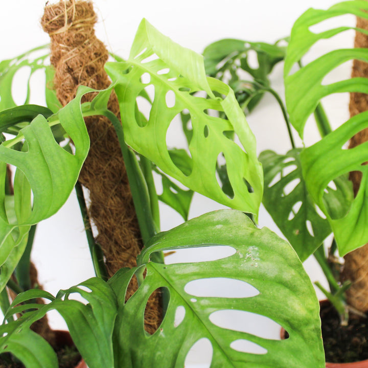 Monstera Epipremnoides 'Esqueleto' Foliage Dreams