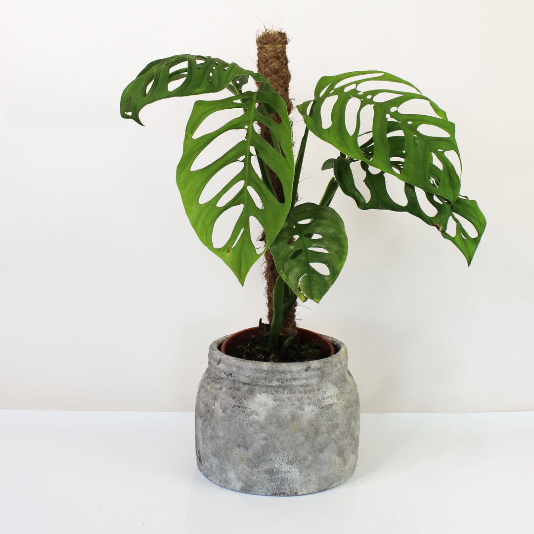 Monstera Epipremnoides 'Esqueleto' XL Foliage Dreams