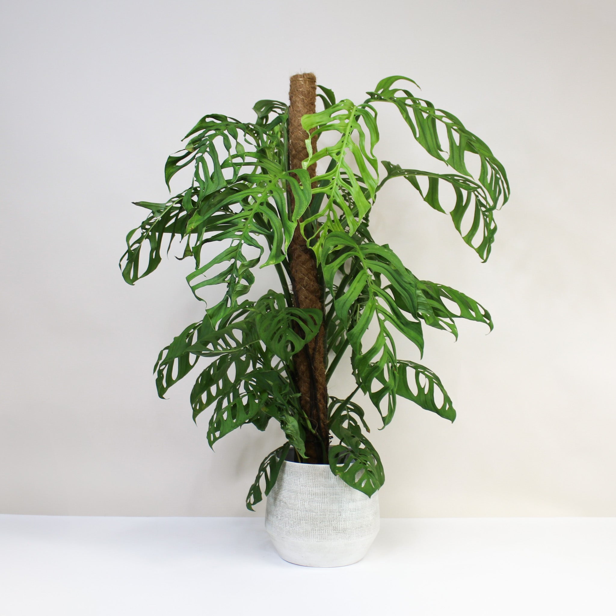 Monstera epipremnoides 'Esqueleto' – Foliage Dreams