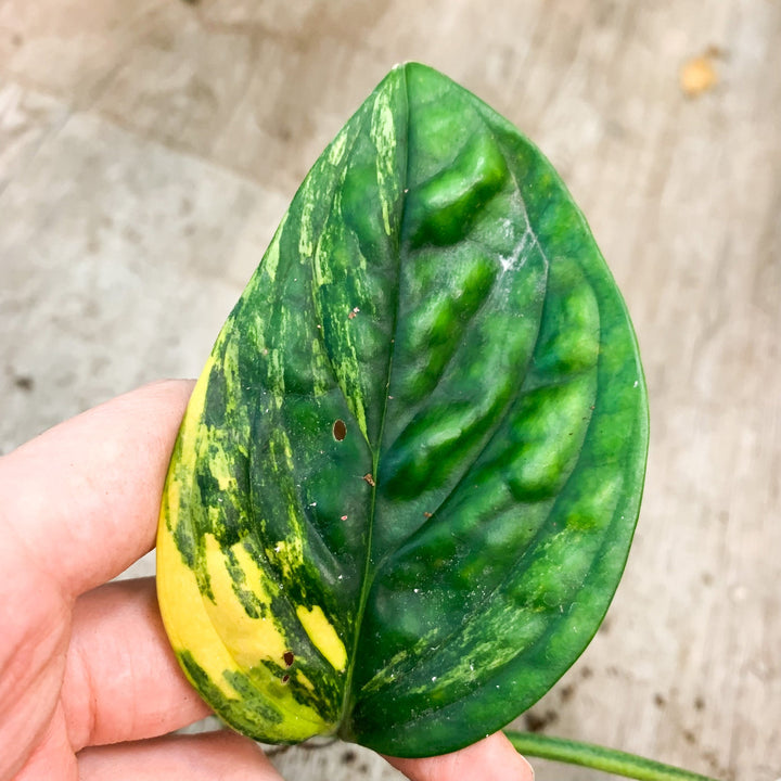 Monstera Karstenianum 'Peru' Variegata - Ableger Foliage Dreams