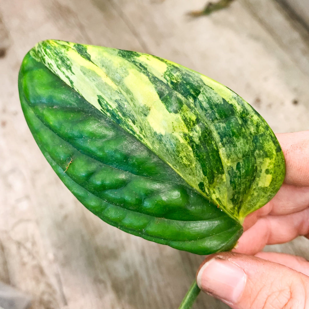 Monstera Karstenianum 'Peru' Variegata - Ableger Foliage Dreams