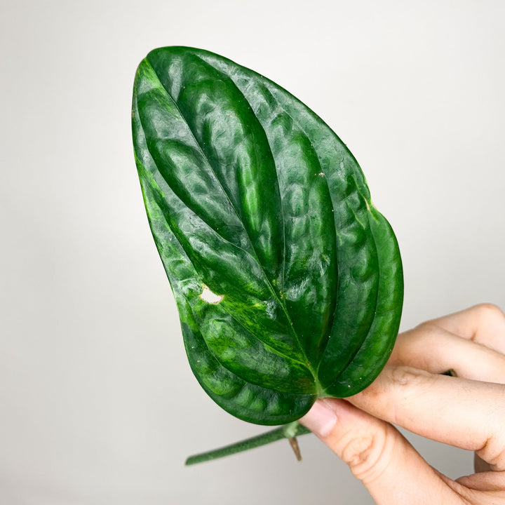 Monstera Karstenianum 'Peru' Variegata - Ableger Wenig Foliage Dreams