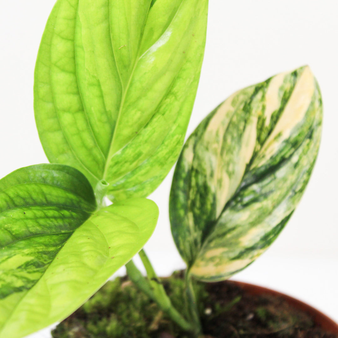 Monstera Karstenianum 'Peru' Variegata M Foliage Dreams
