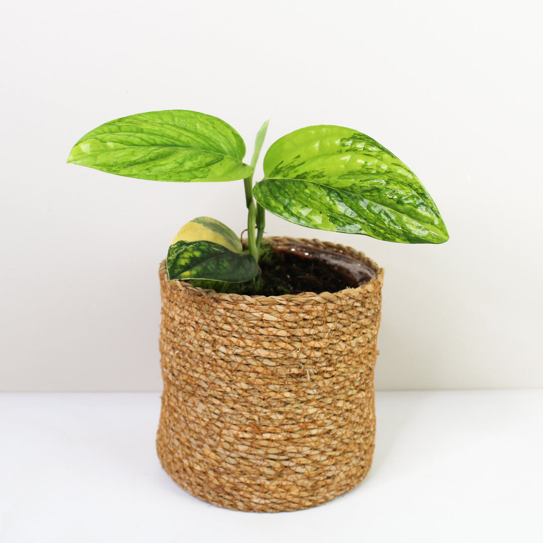 Monstera Karstenianum 'Peru' Variegata M Foliage Dreams