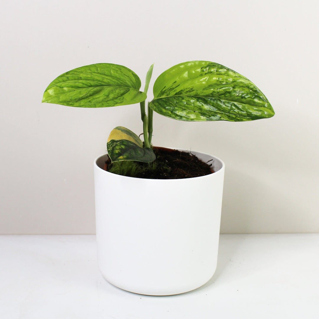 Monstera Karstenianum 'Peru' Variegata M Foliage Dreams