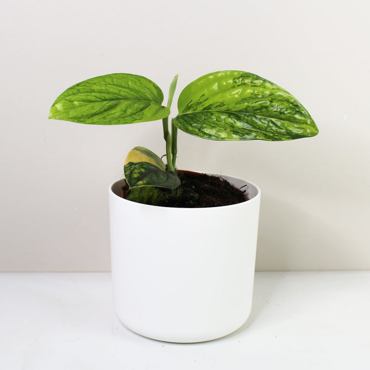 Monstera Karstenianum 'Peru' Variegata M Foliage Dreams