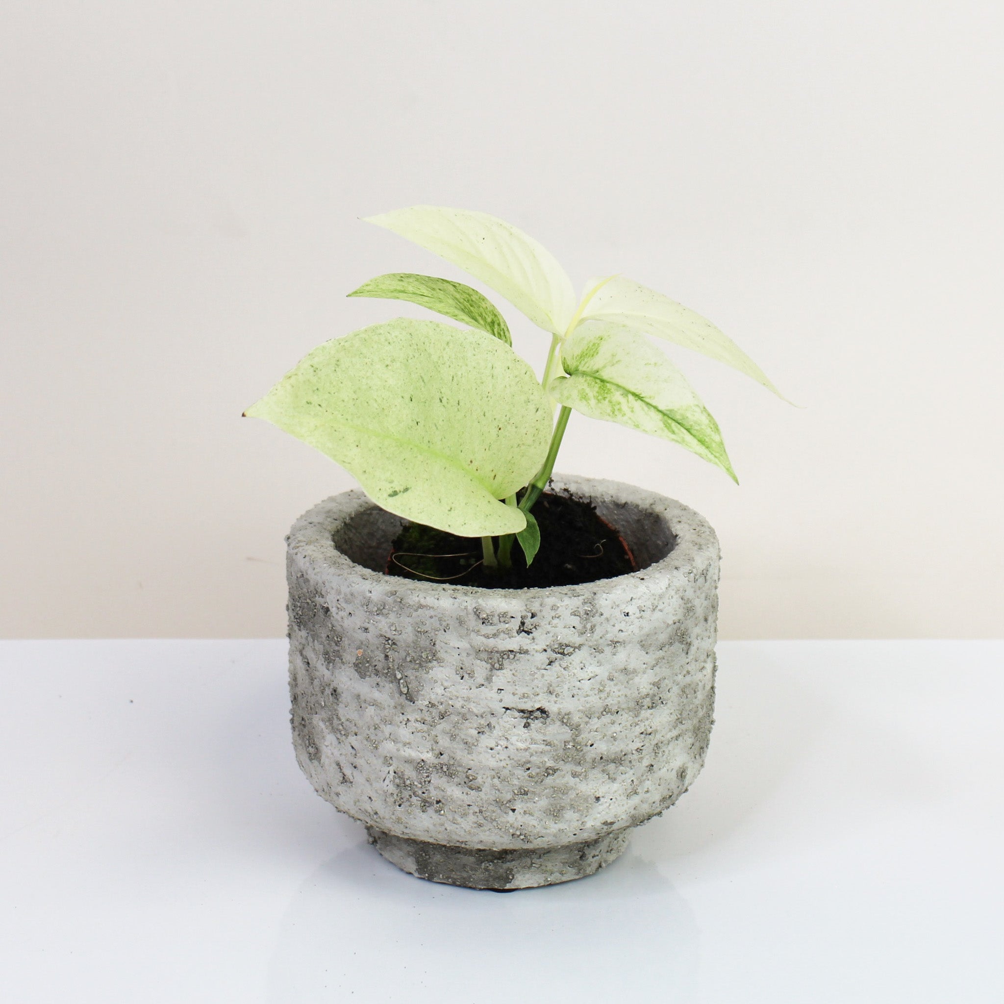 Monstera Laniata Mint – Foliage Dreams