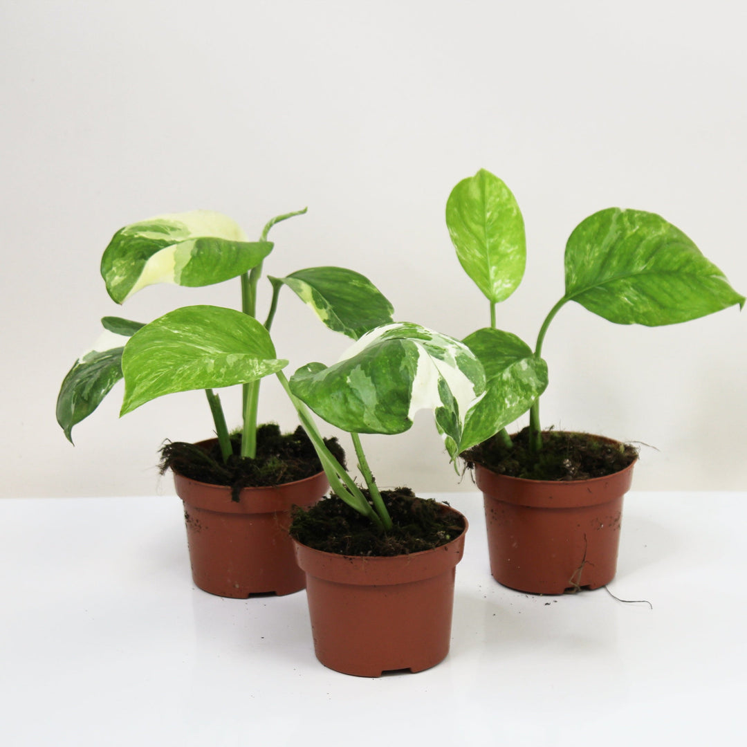 Monstera Lechleriana Variegata M Foliage Dreams
