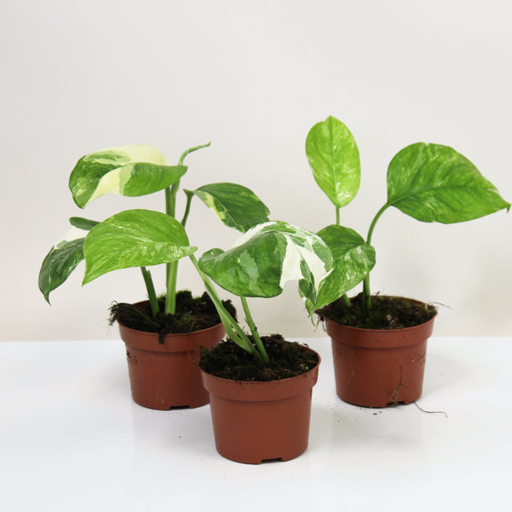 Monstera Lechleriana Variegata M Foliage Dreams