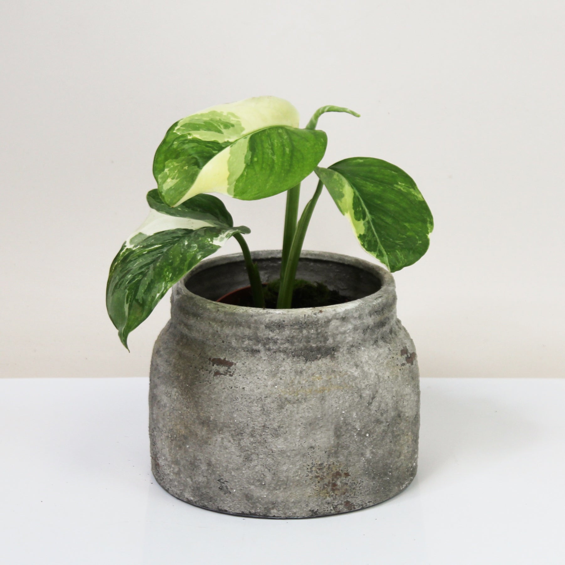 Monstera Lechleriana Variegata – Foliage Dreams