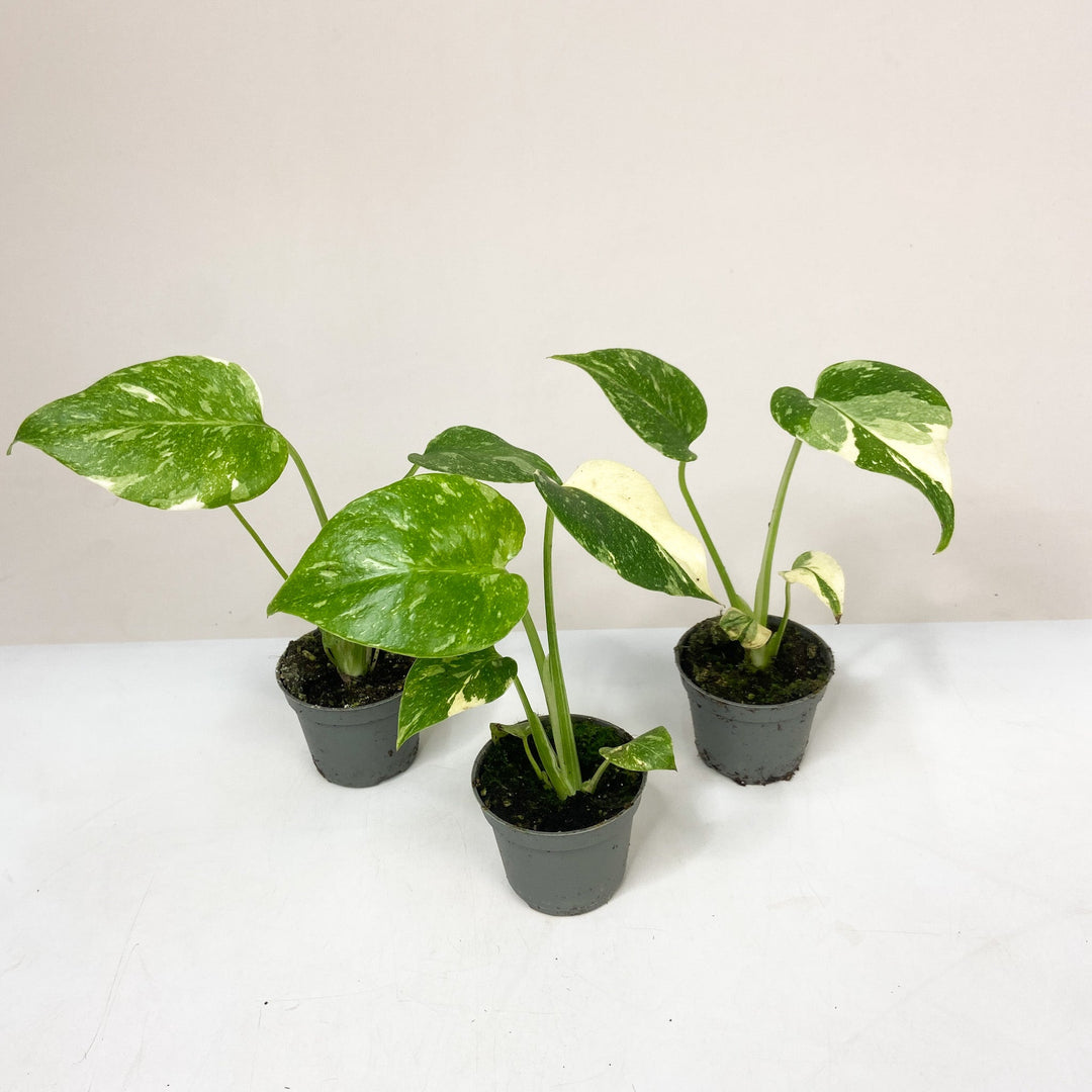 Monstera Thai Constellation - Babypflanze Foliage Dreams