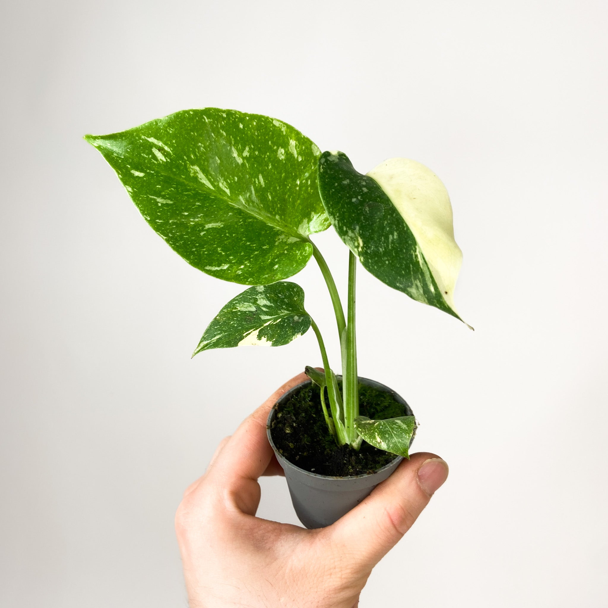 Monstera Thai Constellation