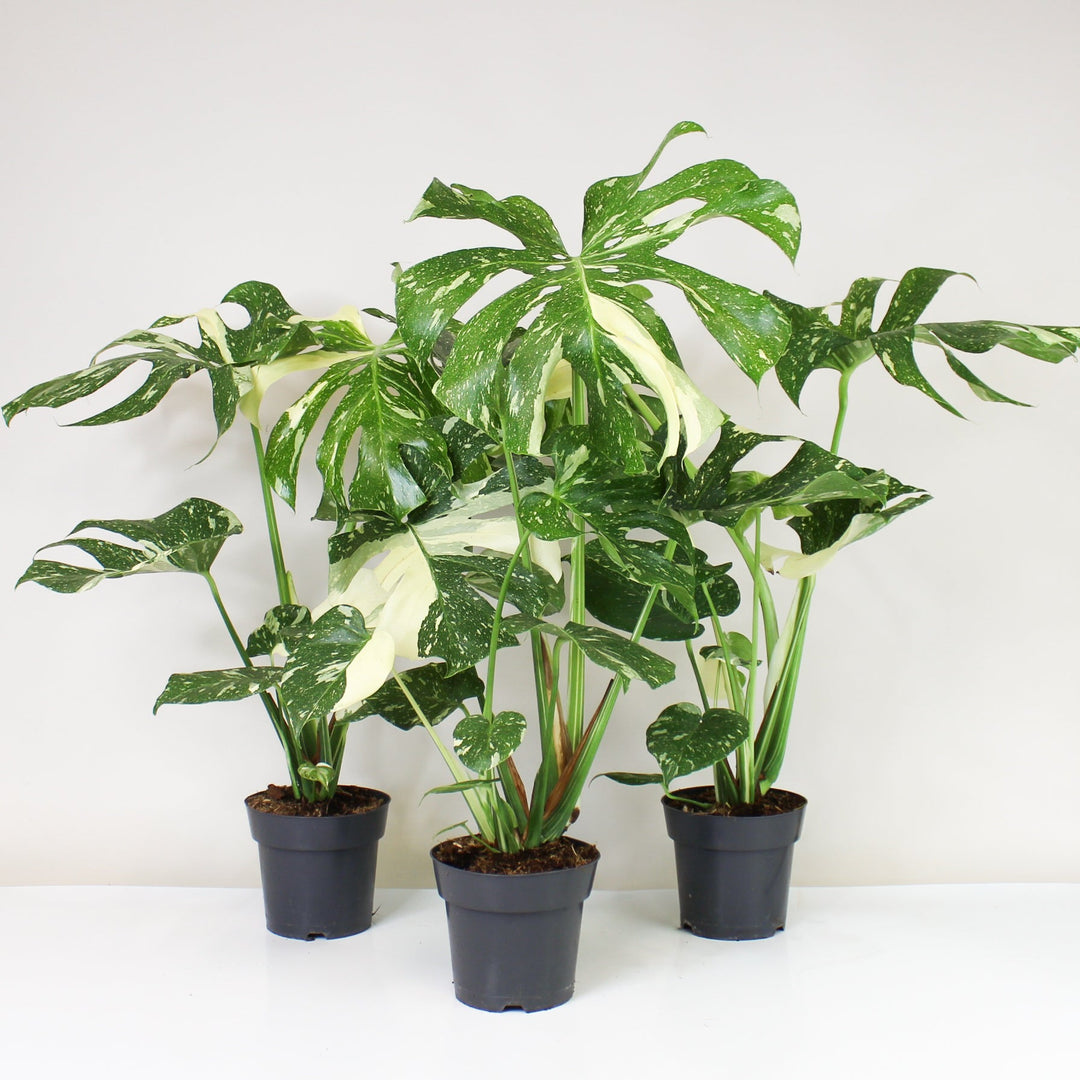 Monstera Thai Constellation Foliage Dreams