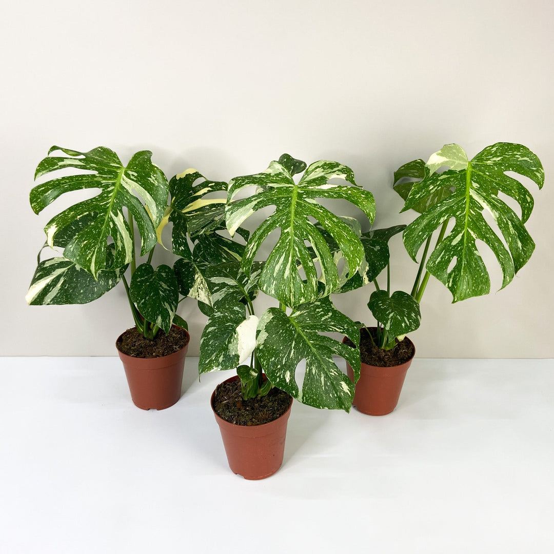 Monstera Thai Constellation Foliage Dreams