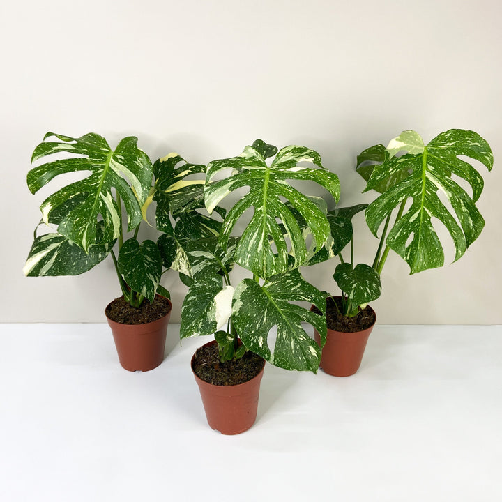 Monstera Thai Constellation Foliage Dreams