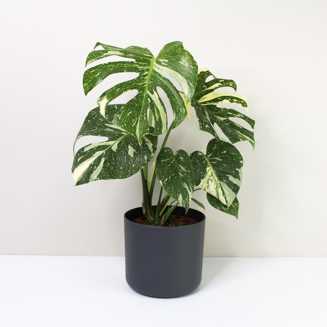 Monstera Thai Constellation Foliage Dreams