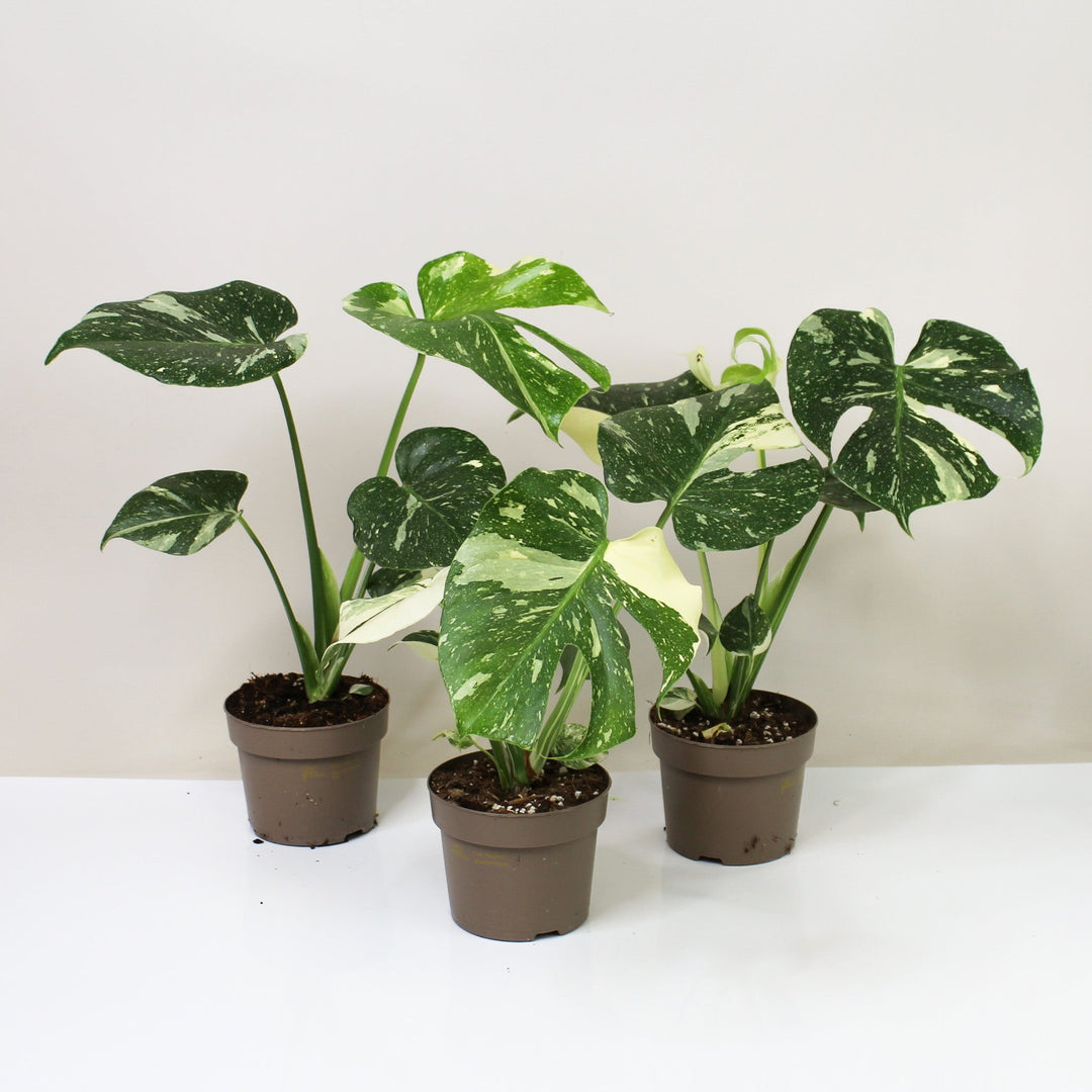 Monstera Thai Constellation Foliage Dreams