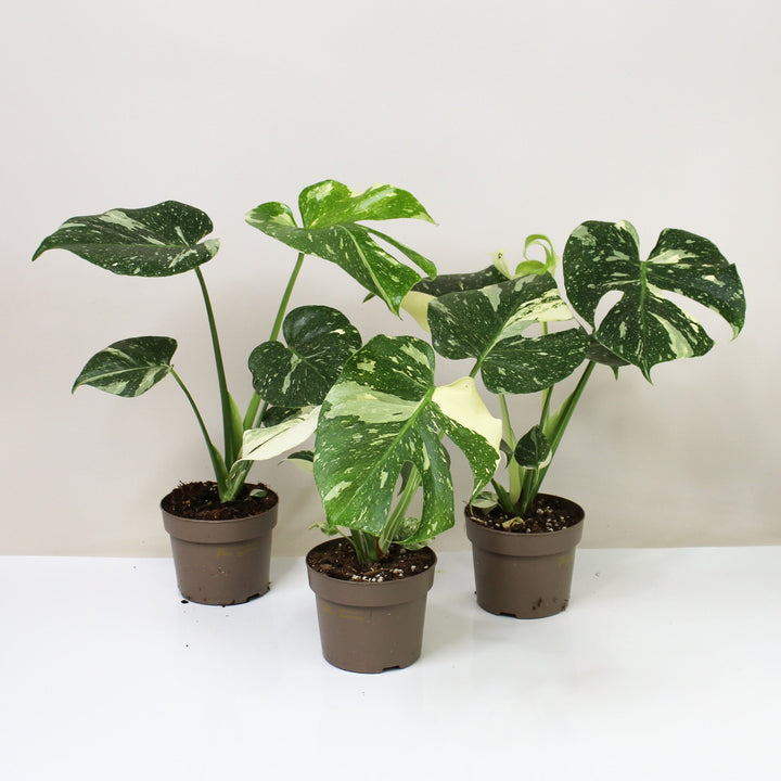 Monstera Thai Constellation Foliage Dreams