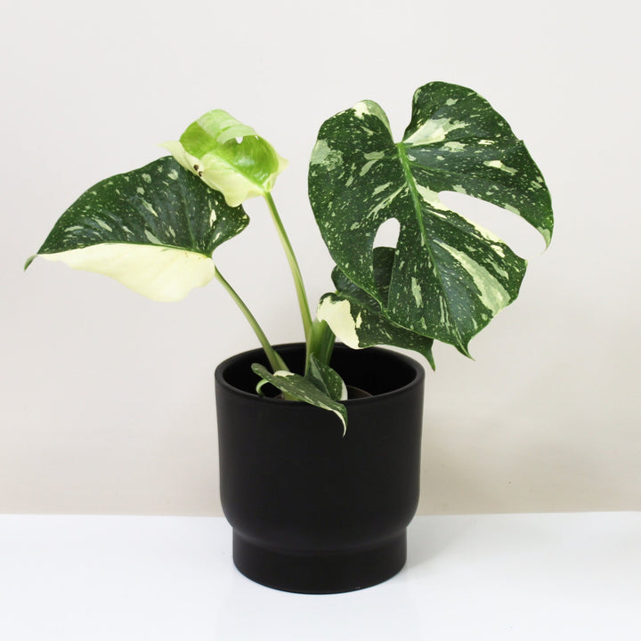Monstera Thai Constellation M Foliage Dreams