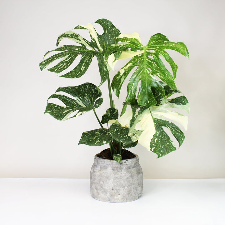 Monstera Thai Constellation XL Foliage Dreams