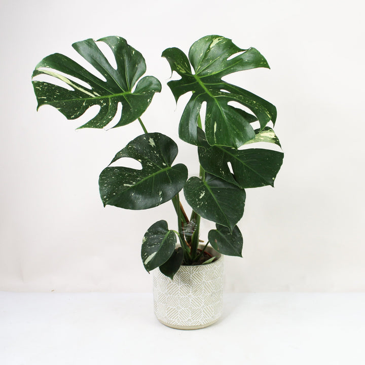 Monstera Thai Constellation - Wenig panaschiert Foliage Dreams