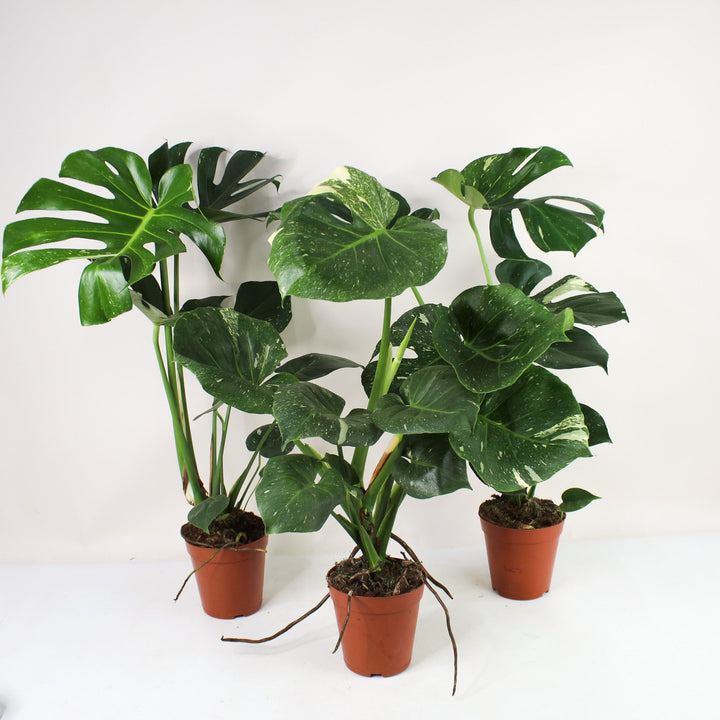 Monstera Thai Constellation - Wenig panaschiert Foliage Dreams