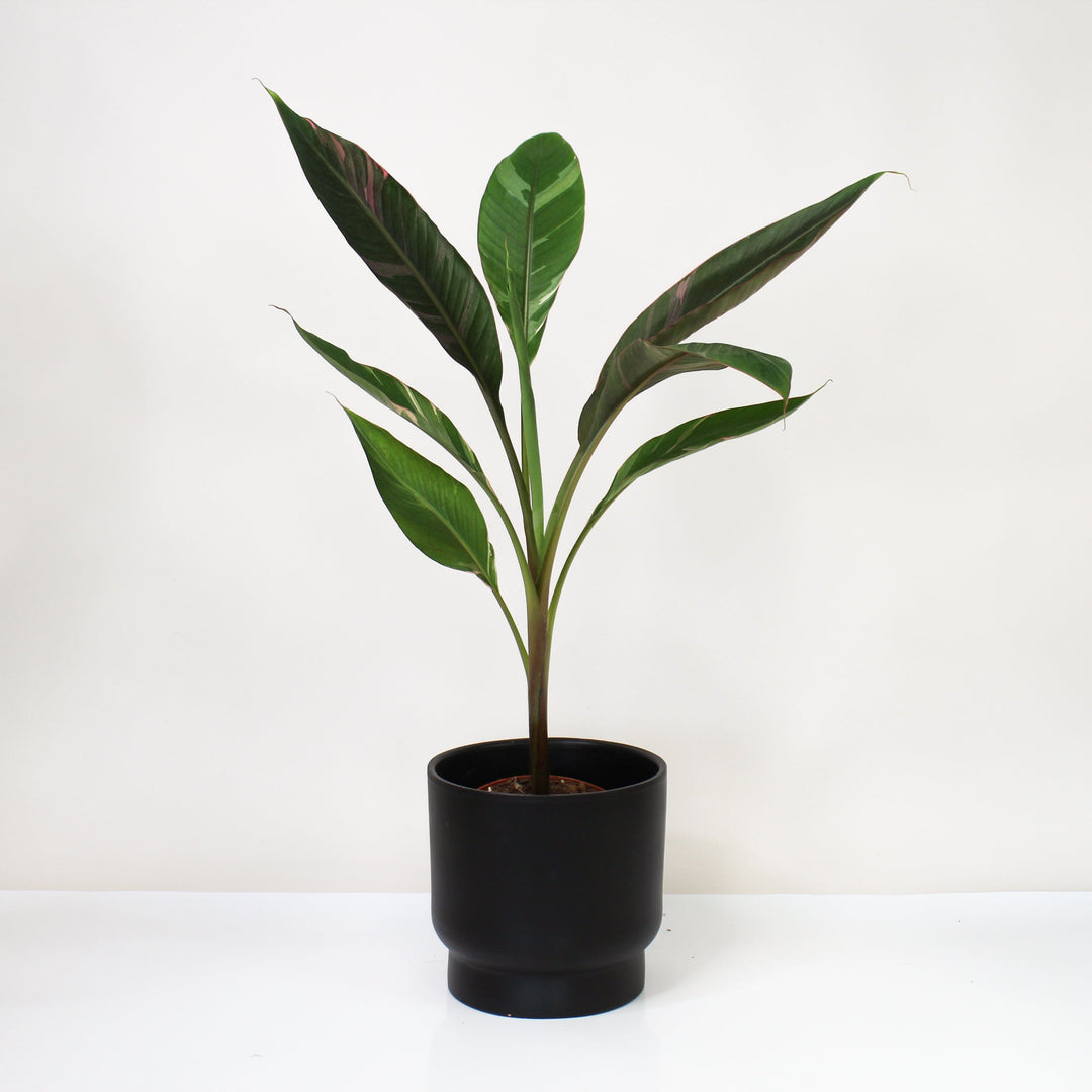 Musa Nono (Hot Pink Banana) Foliage Dreams