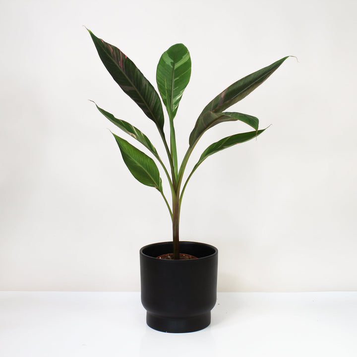 Musa Nono (Hot Pink Banana) Foliage Dreams