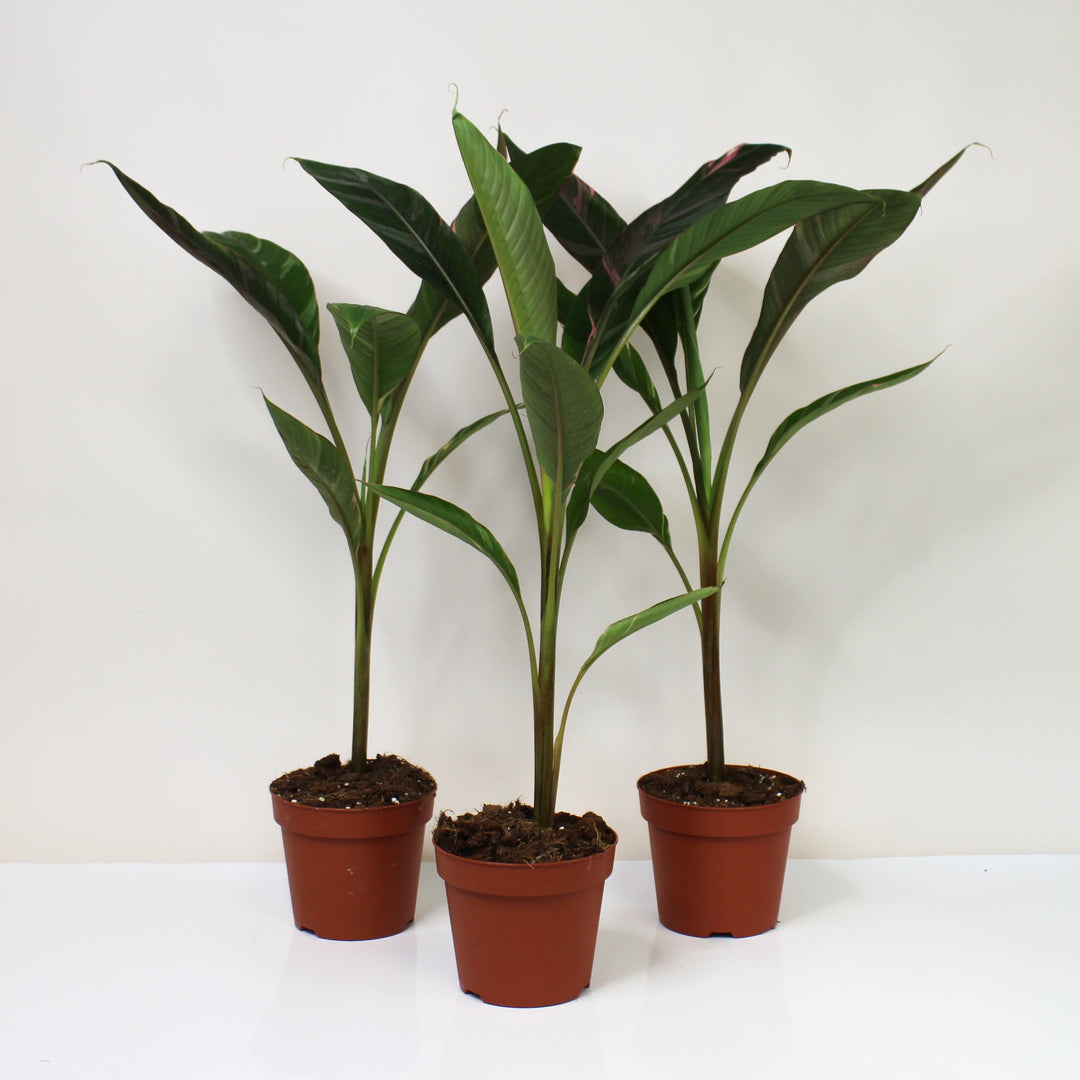 Musa Nono (Hot Pink Banana) Foliage Dreams