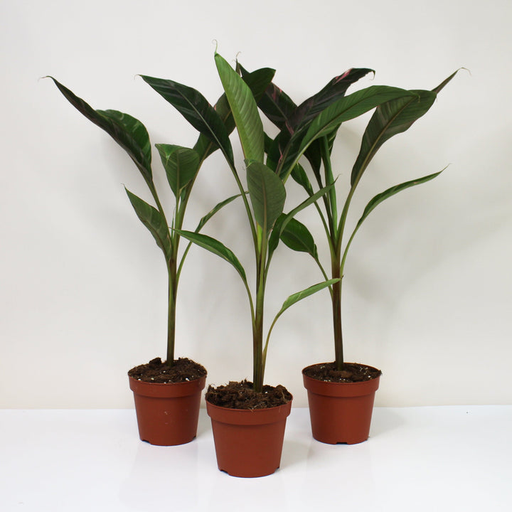 Musa Nono (Hot Pink Banana) Foliage Dreams