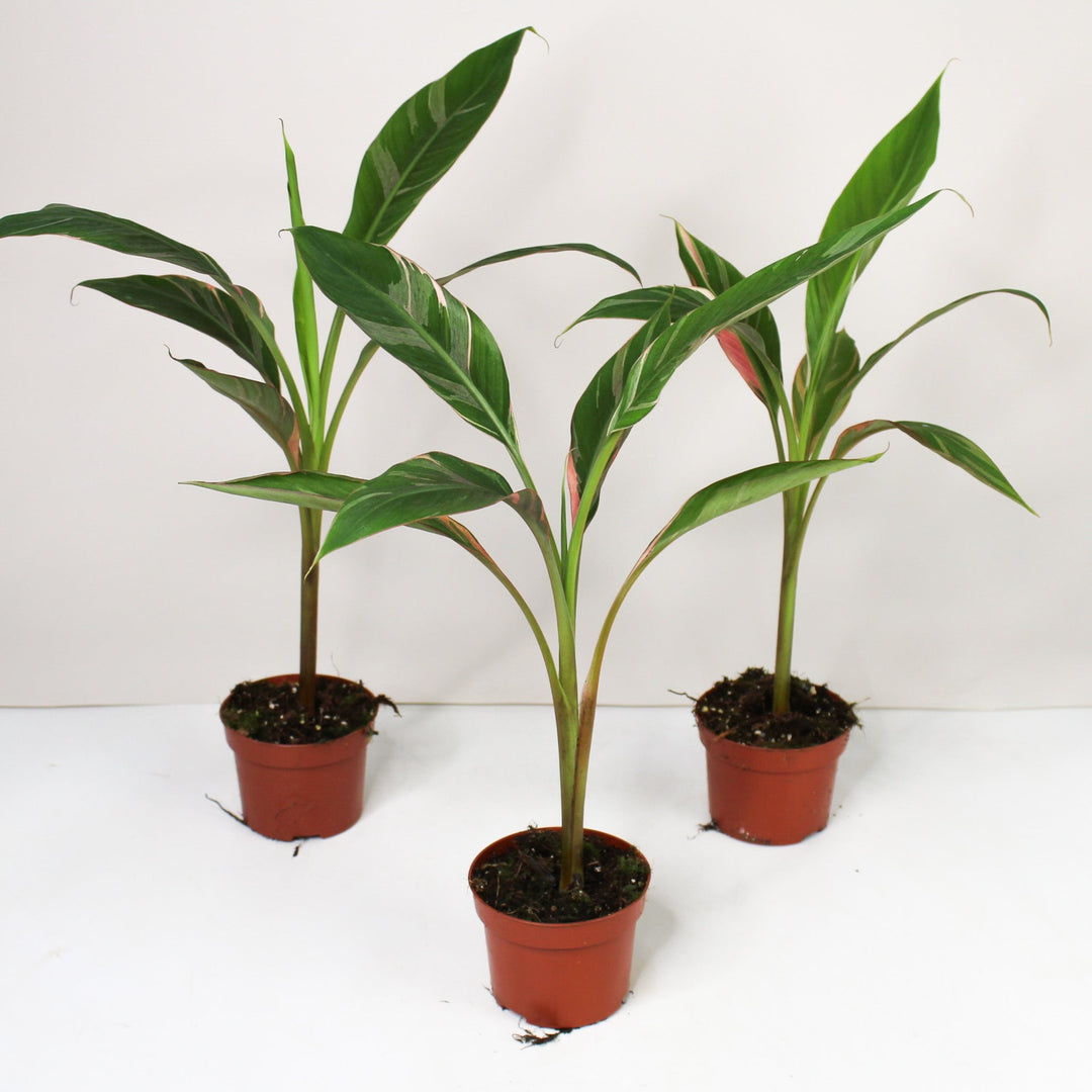 Musa Nono (Hot Pink Banana) Foliage Dreams