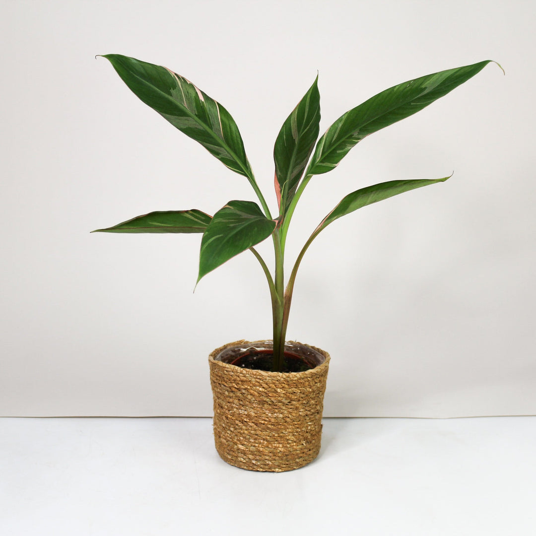 Musa Nono (Hot Pink Banana) Foliage Dreams