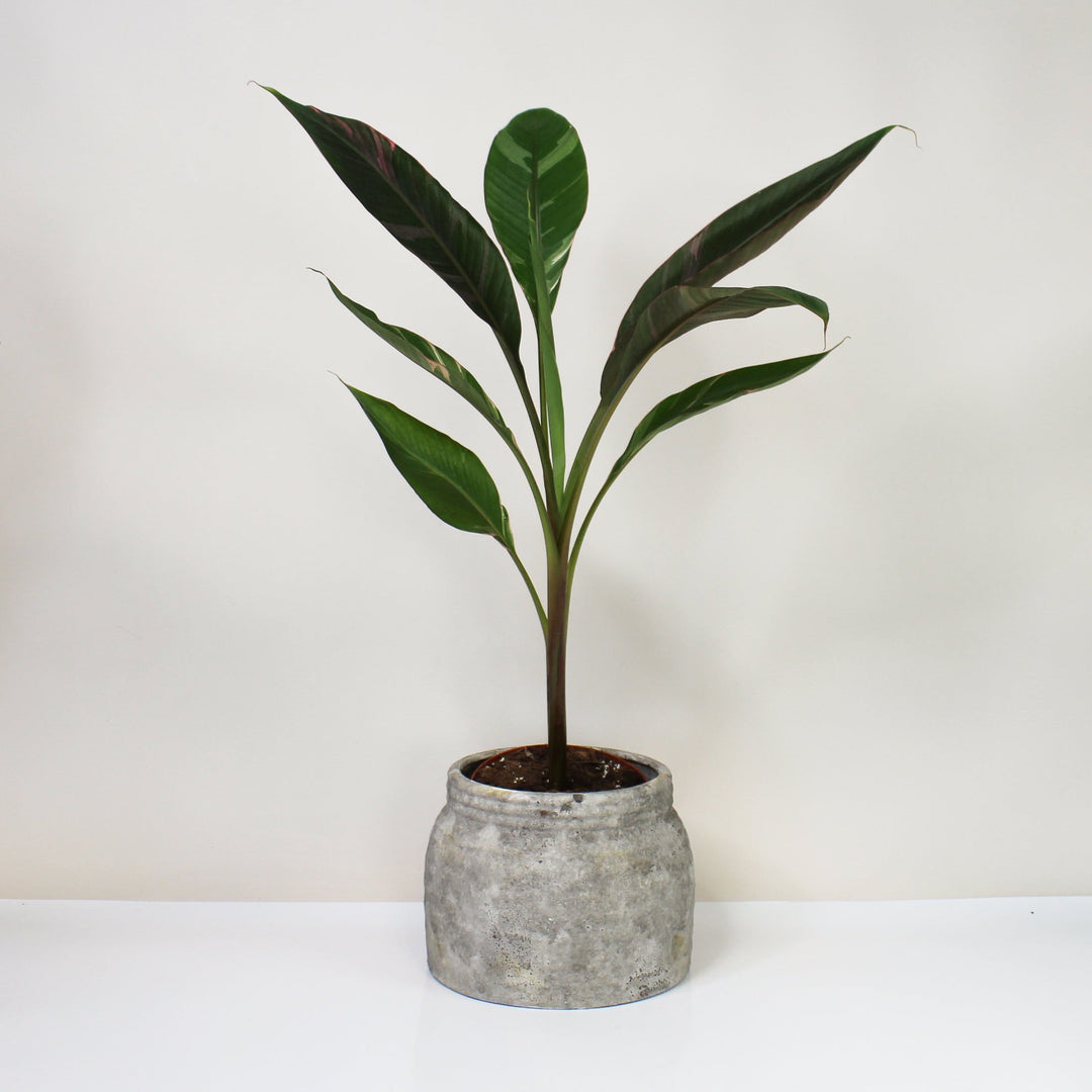 Musa Nono (Hot Pink Banana) L Foliage Dreams