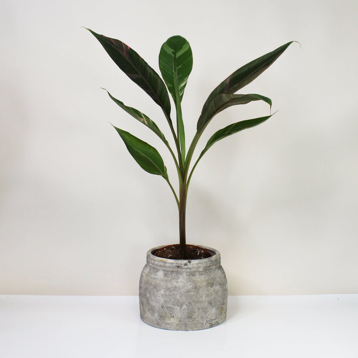 Musa Nono (Hot Pink Banana) L Foliage Dreams