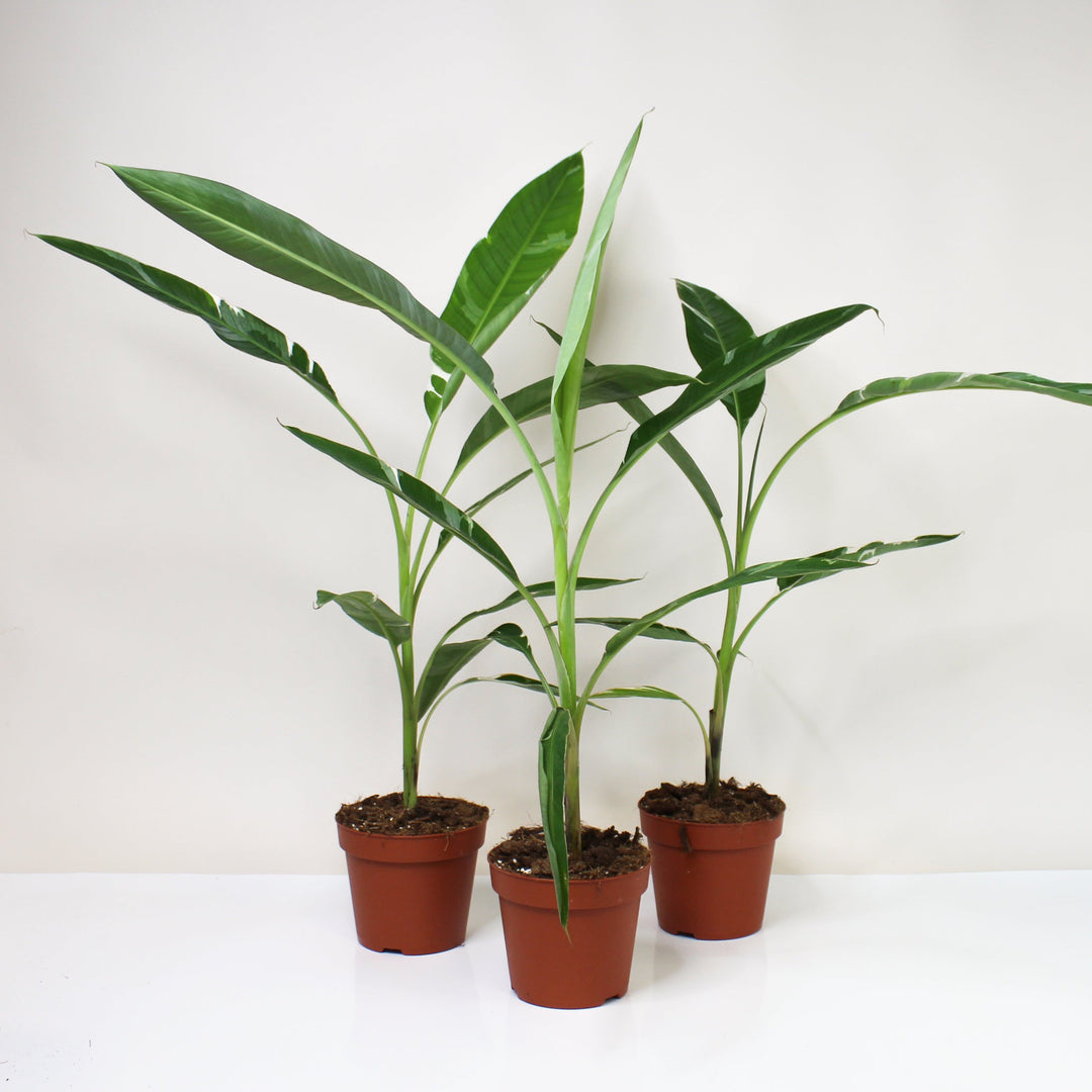 Musa Variegata (Bananenpflanze) Foliage Dreams